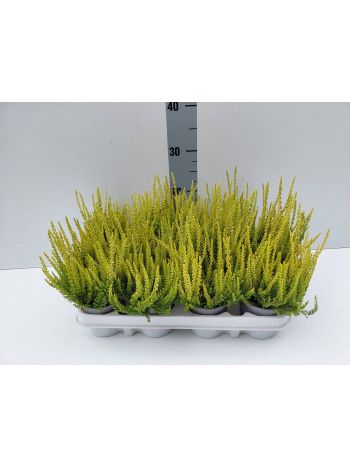 CALLU BL AGNETA