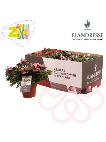 ZZ RHOD SI GEM FLANDRESSE