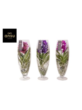 ZZ VANDA KONYAKOS POHÁR