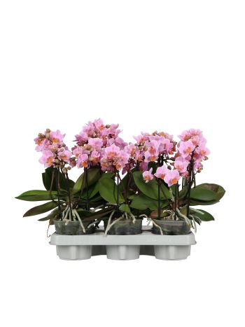 PHAL MF 2-4 ÁG FLORA  PINK