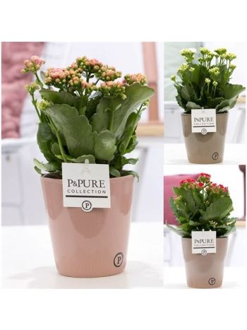 KAL ROSALIE MINI KASPOS