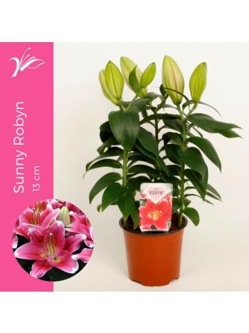 ZZ LILIUM SUNNY KEYS