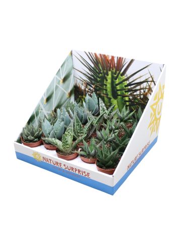 ALOE HAWORTIA MIX DOBOZOS