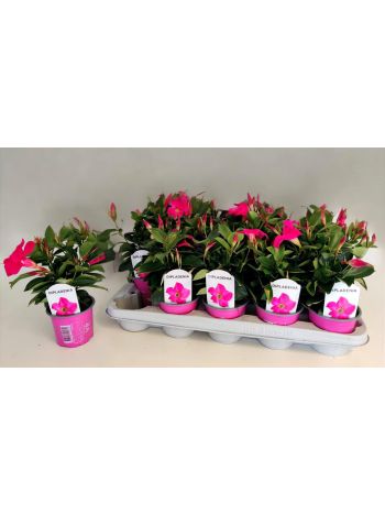 ZZ DIPLADENIA PINK