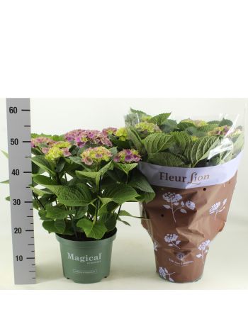 ZZ HYDR M 10+ MAG AMETHYST