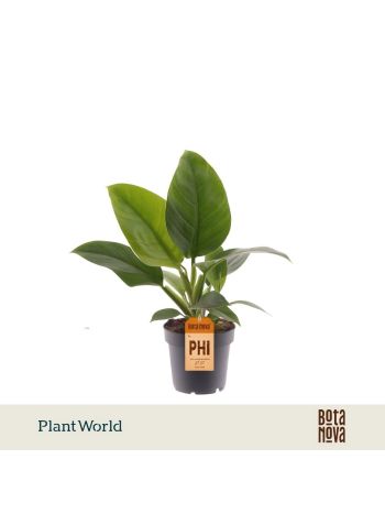 PHIL IMPERIAL GREEN