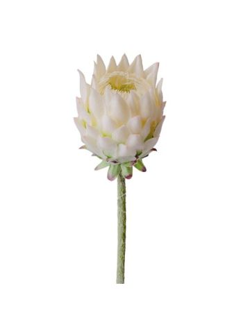 Protea selyemvirág szál- 60.5cm magas - Ekrü