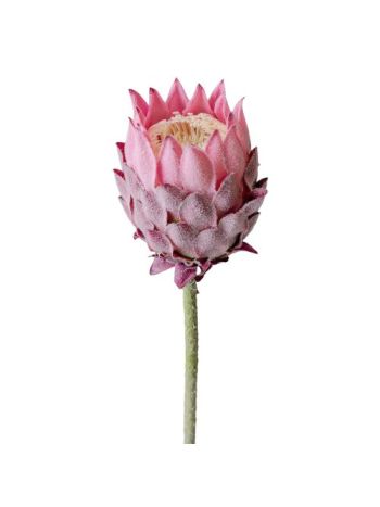 Protea selyemvirág szál- 60.5cm magas - Lila