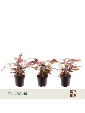 PTERIS CRETICA ALBOL MAKE-UPZ ROZE
