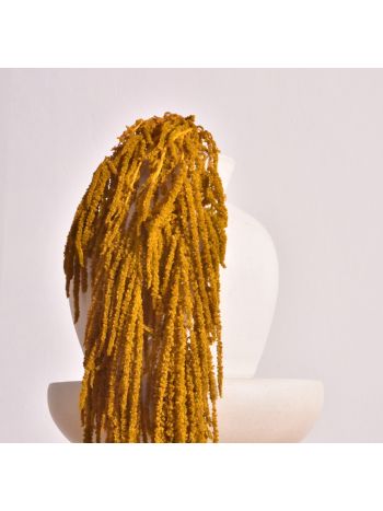 ZVB AMARANTHUS GOLD DIJON 8435056105294