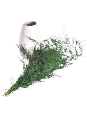 ZVB ASPARAGUS PLUMOSUS 60/80 GREEN 8435056102279