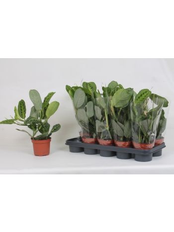 MARANTA LEMON