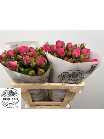 R TR PINK PIANO FREILAND 60CM