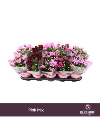 CHRYS PINK MIX