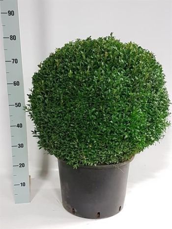 BUXU SEMPERVIRENS GÖMB