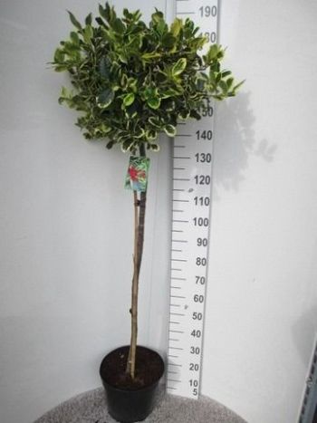 ILEX ALT. GOLDEN KING TÖRZSES