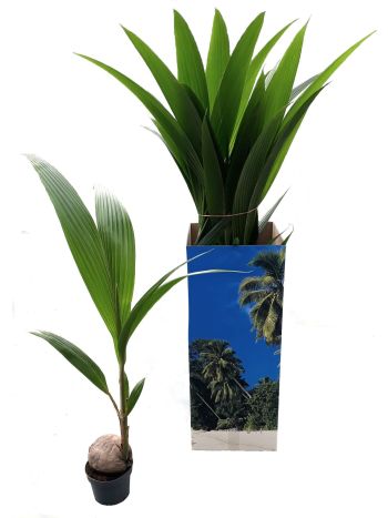 COCOS NUCIFERA AKCIO