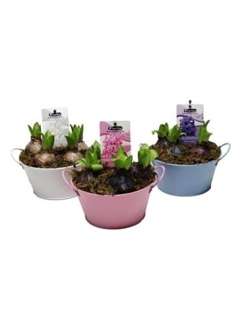 ZZ HYACIN 5 PP ZINK TÁL