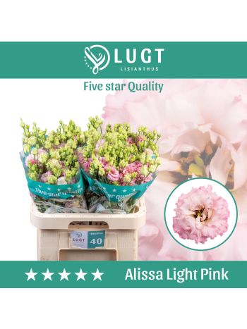 EUS G  ALISSA LIGH PI