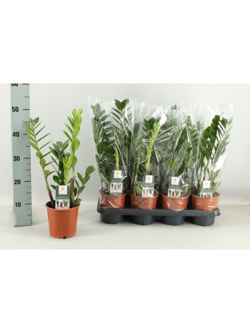 ZAMIOCULCAS ZAMIIFOL