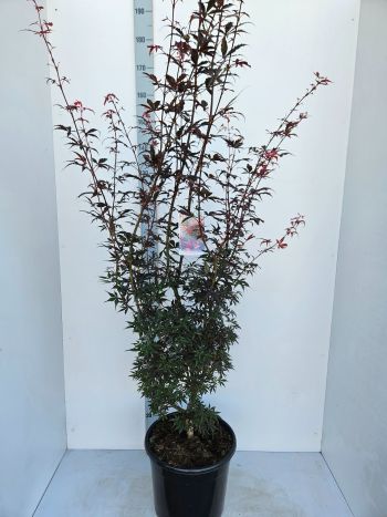 ACER PALM SKEETERS BROOM