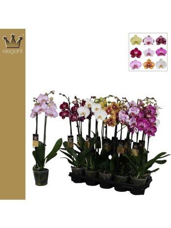 PHAL 2 ÁG 50 CM BERNH