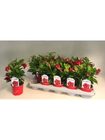 ZZ DIPLADENIA RED
