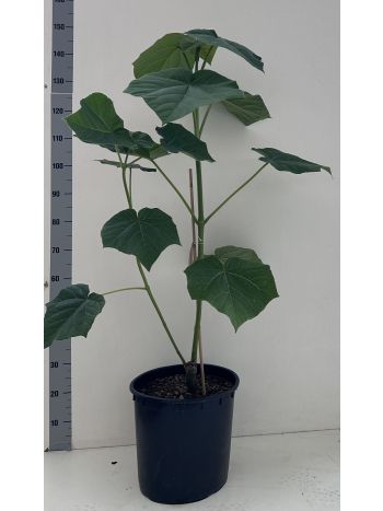 PAULOWNIA TOMENTOSA CSÁSZÁRFA
