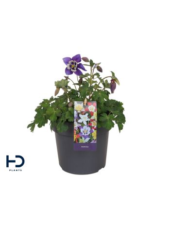 AQUILEGIA SPRING MAGIC