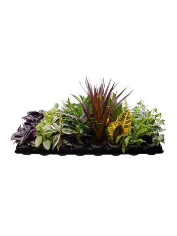 N&Ouml;V&Eacute;NYMIX *28
