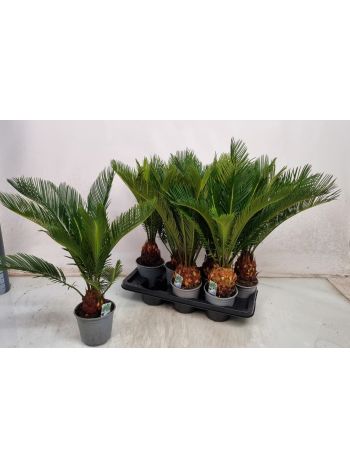 CYCAS REVOLUTA