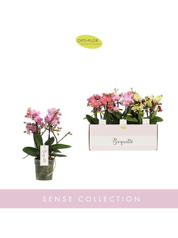 ZZ PHAL BOUQUETTO 3-5 ÁG