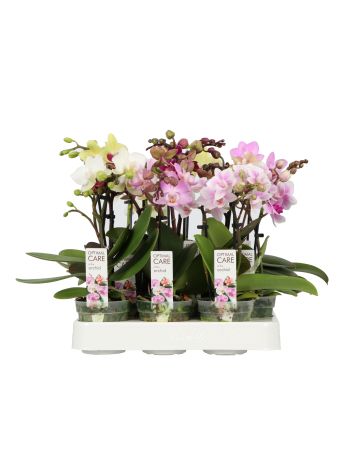 PHAL MINI SWEETY GEM