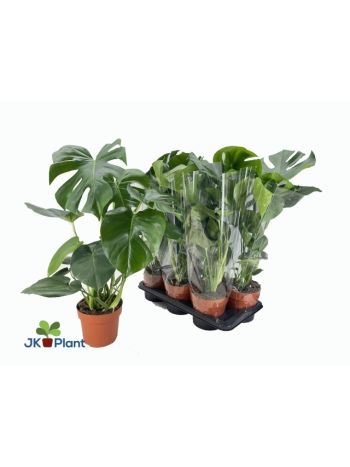 MONSTERA DELICIOSA
