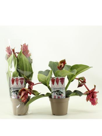 ZZ MEDINILLA DOLCE ROSSA 3+