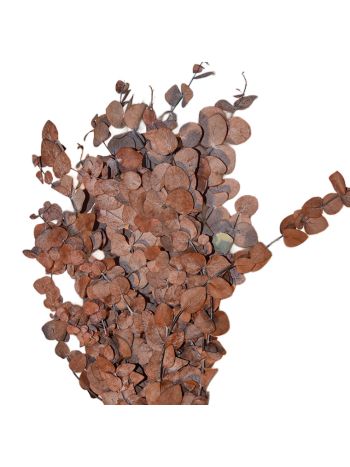 ZVB CINEREA AUTUMNAL MOCHA COCOA OTONO 50/80 8435056105195
