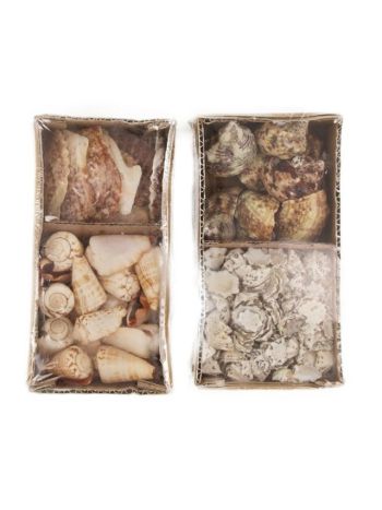 Csigaház mix 9x19x6cm natúr 2 féle