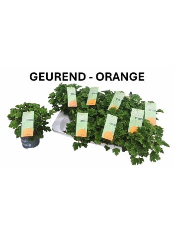 PEL GEM WELRIEKEND NARANCS ILLAT&Uacute;