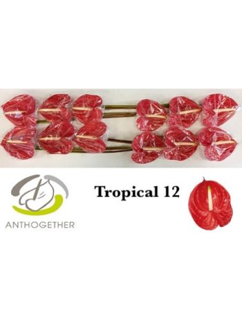 ANTH A TROPICAL *12