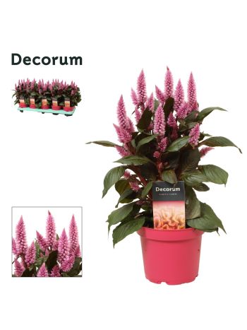 ZZ CELOSIA MERIDA PINK