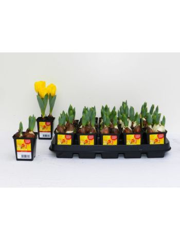 ZZ TULP YELLOW BABY 7CM