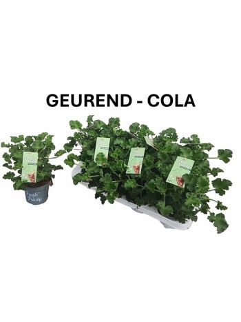 PEL GEM WELRIEKEND COLA ILLAT&Uacute;