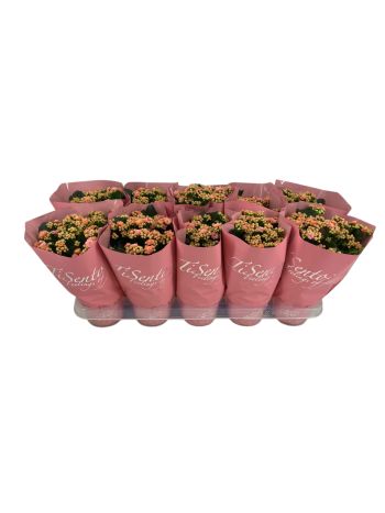 KAL ROSALIE LIGHT ROZE TISENTO AKCIO