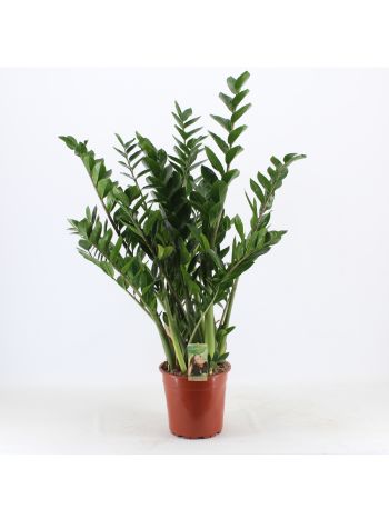 ZAMIOCULCAS ZAMIIFOL