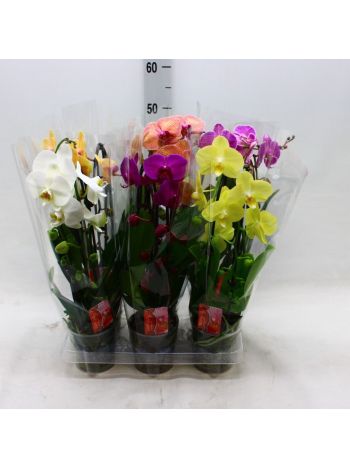 ZZ PHAL 2 ÁG CASCADE