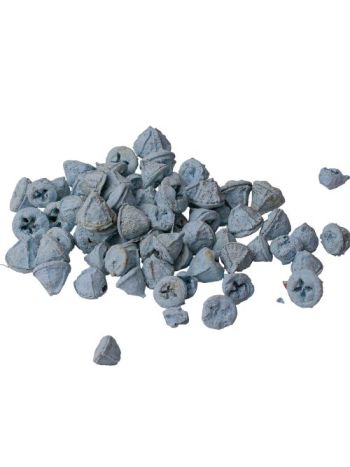 Eukaliptusz termés 15dkg/csom - Hidegkék