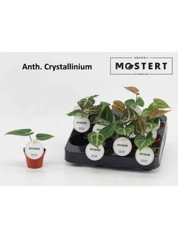 ANTH SILVER BLUSH