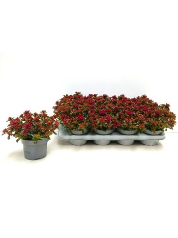 SEDUM SPU SPOT D ROS