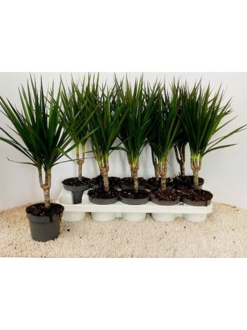 DRA MARGINATA