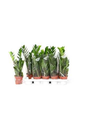ZAMIOCULCAS ZAMIIFOL